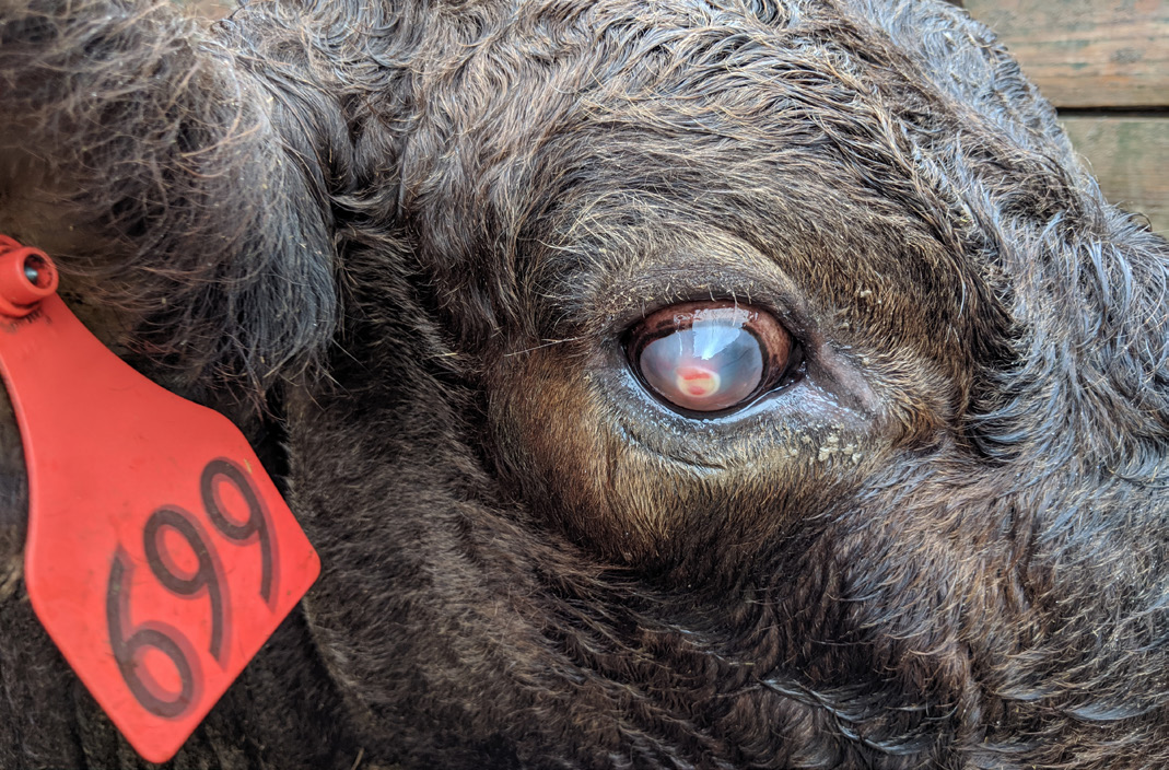 A closeup of a cow that has pinkeye.